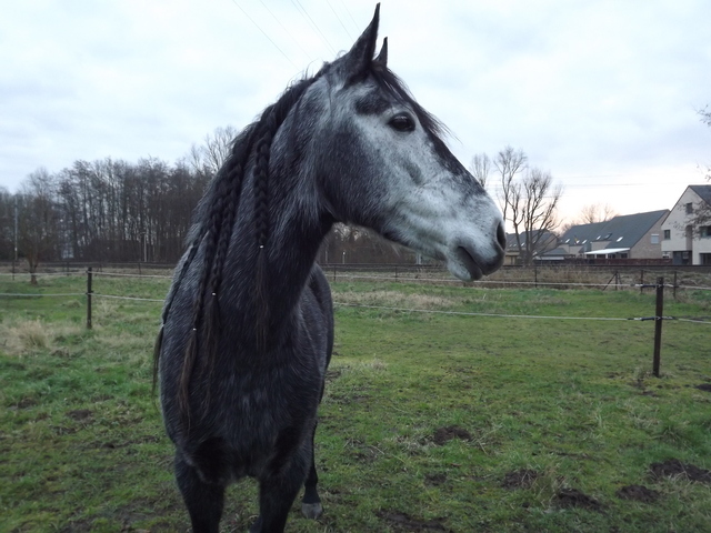 Afbeelding