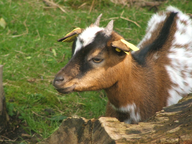 Afbeelding