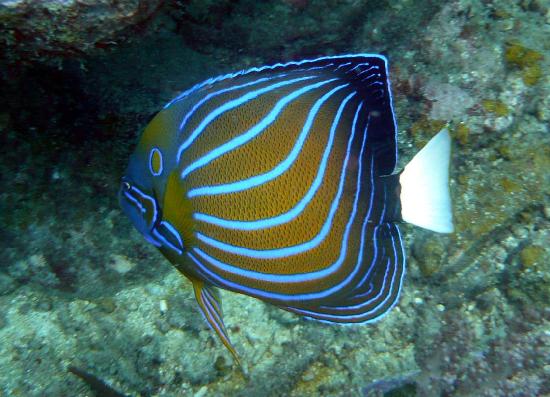 Ikan Pulau Perhentian