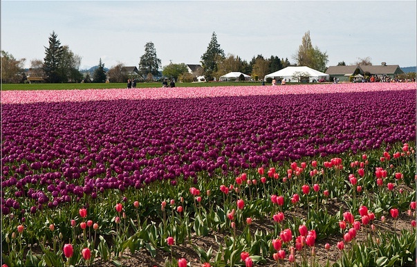 Tulip