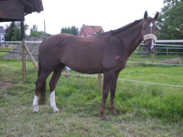 Afbeelding