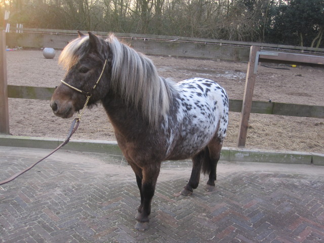 Afbeelding