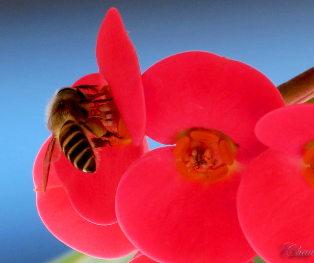 Image Hosted by PicturePush - Photo Sharing