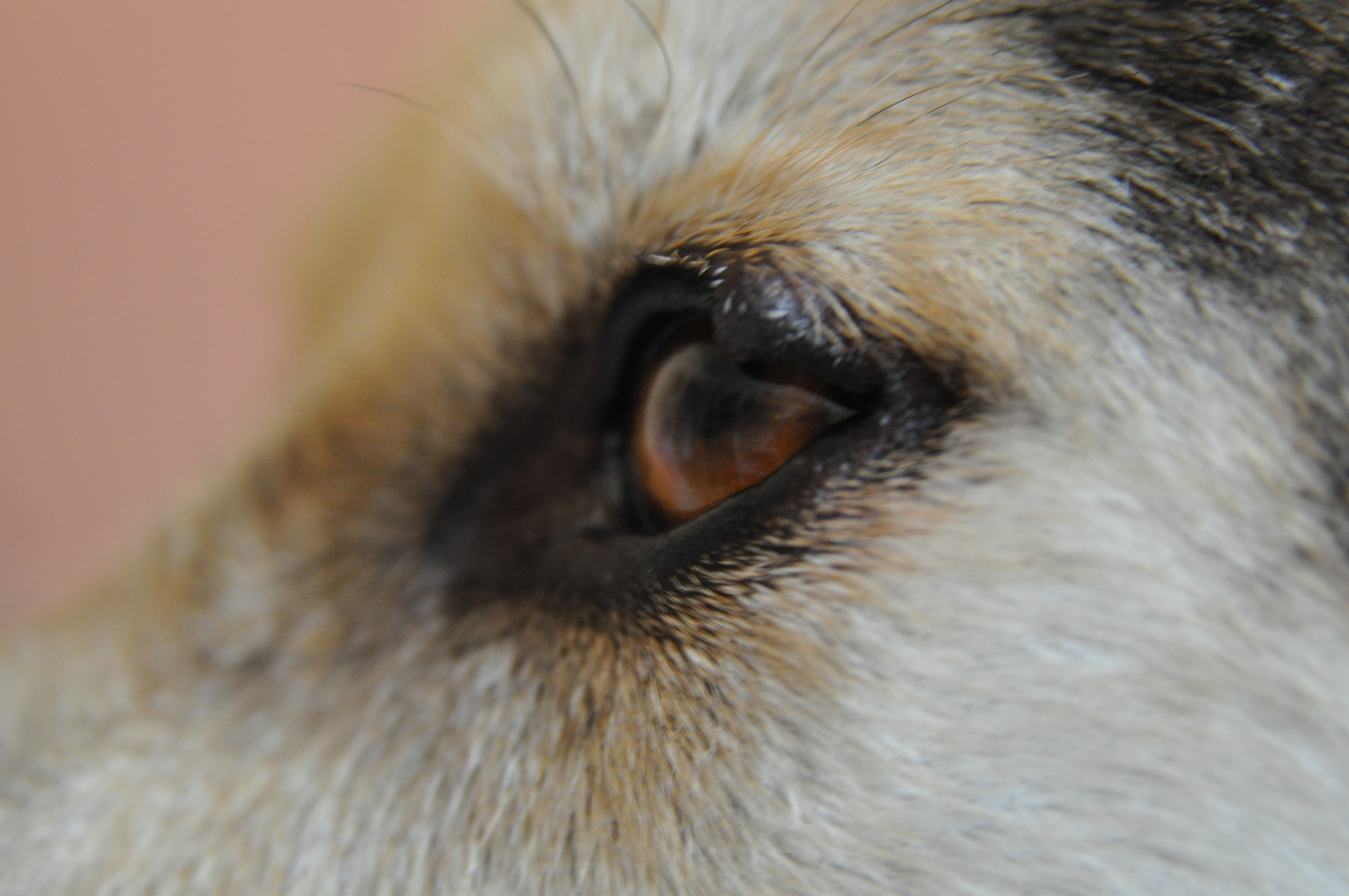 what is the bump on my dogs eyelid