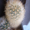 Matecuna cereiodes 2 004 - cactus