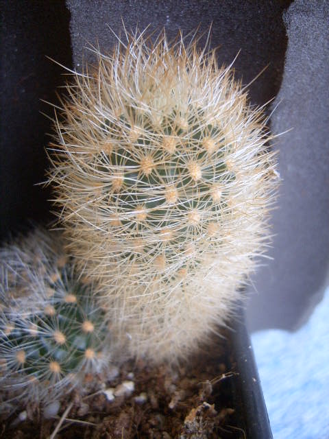 Matecuna cereiodes 2 004 cactus