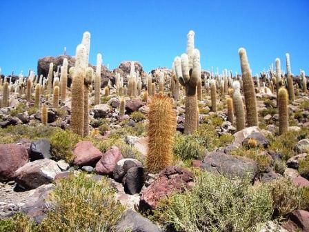 Cactus Island - 