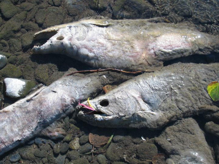 60999 463581753453 664304 n - 