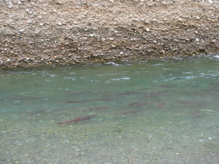 35260 439405143453 5062973 n - 