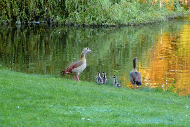 aaaaaaaaaaaaaaaaaaaaaaaaaaaaP1010477 Vondelpark