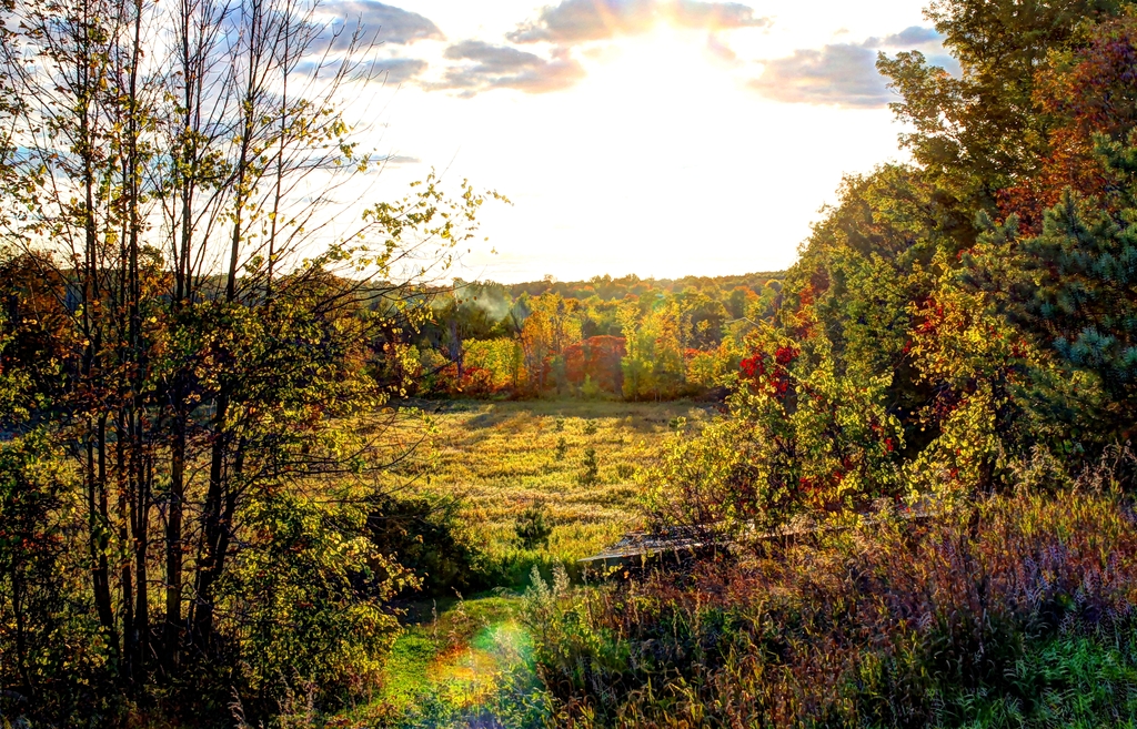 Back Yard HDR - 