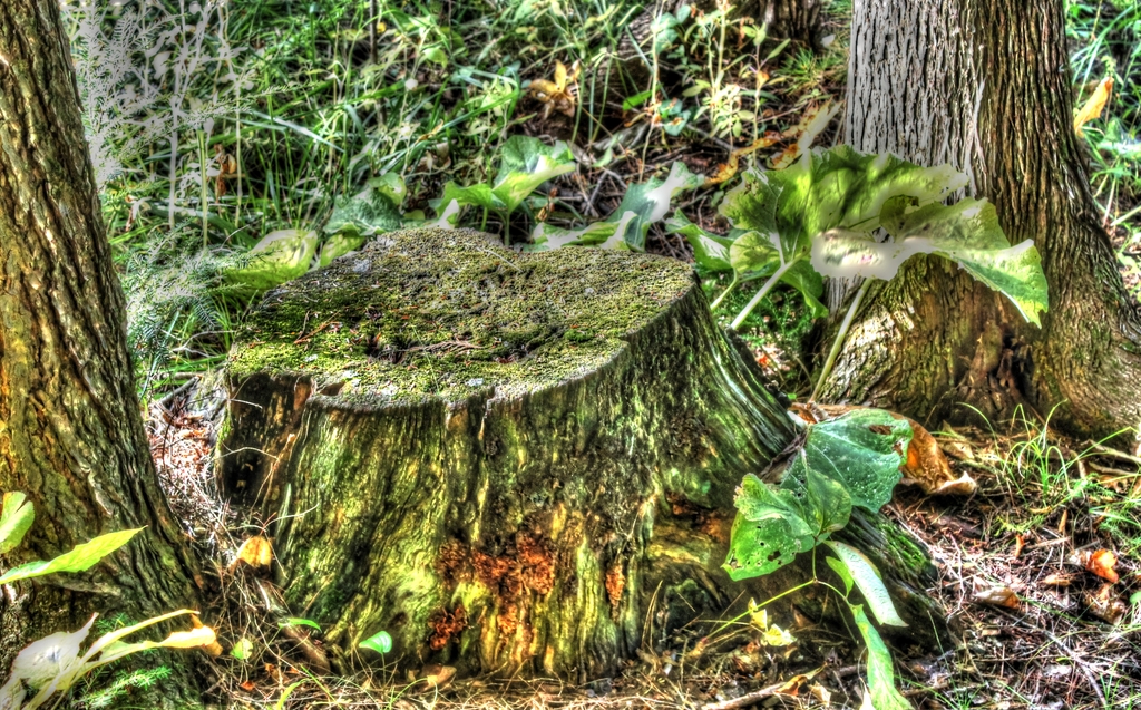 stump HDR - 