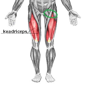 kvadriceps v - 