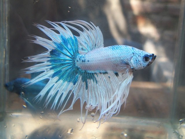 268386 251730391509077 7515103 n - 