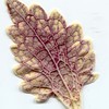 leaf from jane's greenhouse - Picture Box