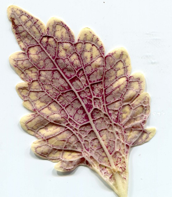 leaf from jane's greenhouse Picture Box