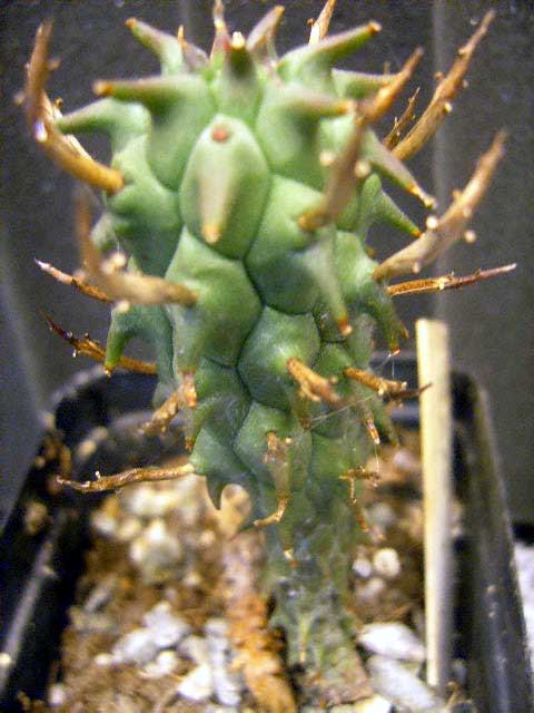 euphorbia  schoenlandii 001 cactus