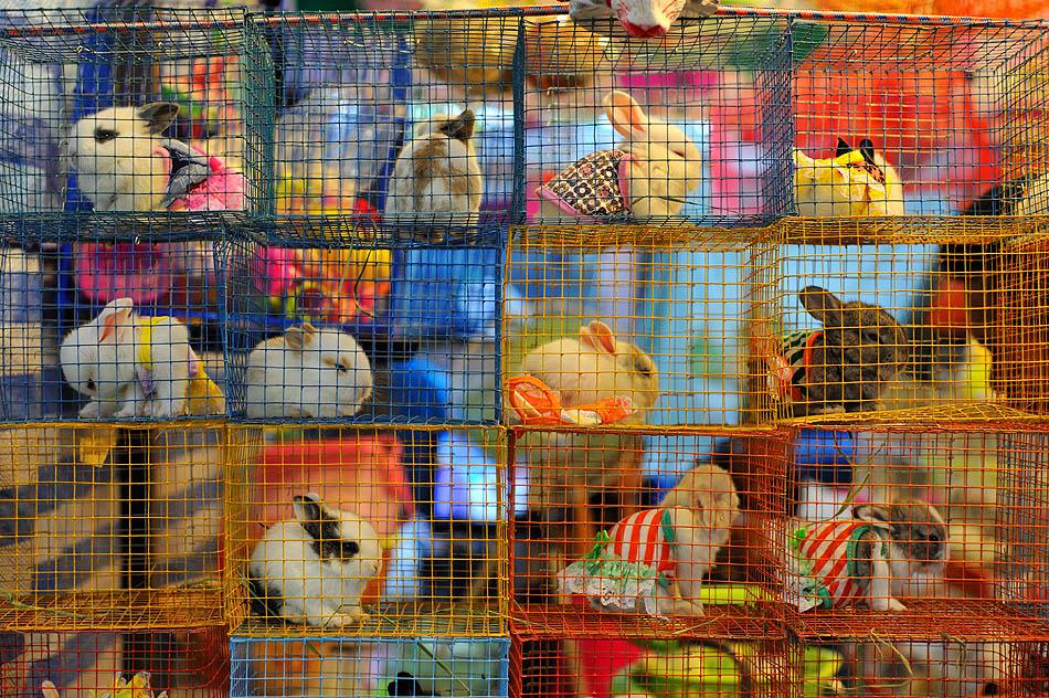 8.Pet trade at a fairground in Surin - 