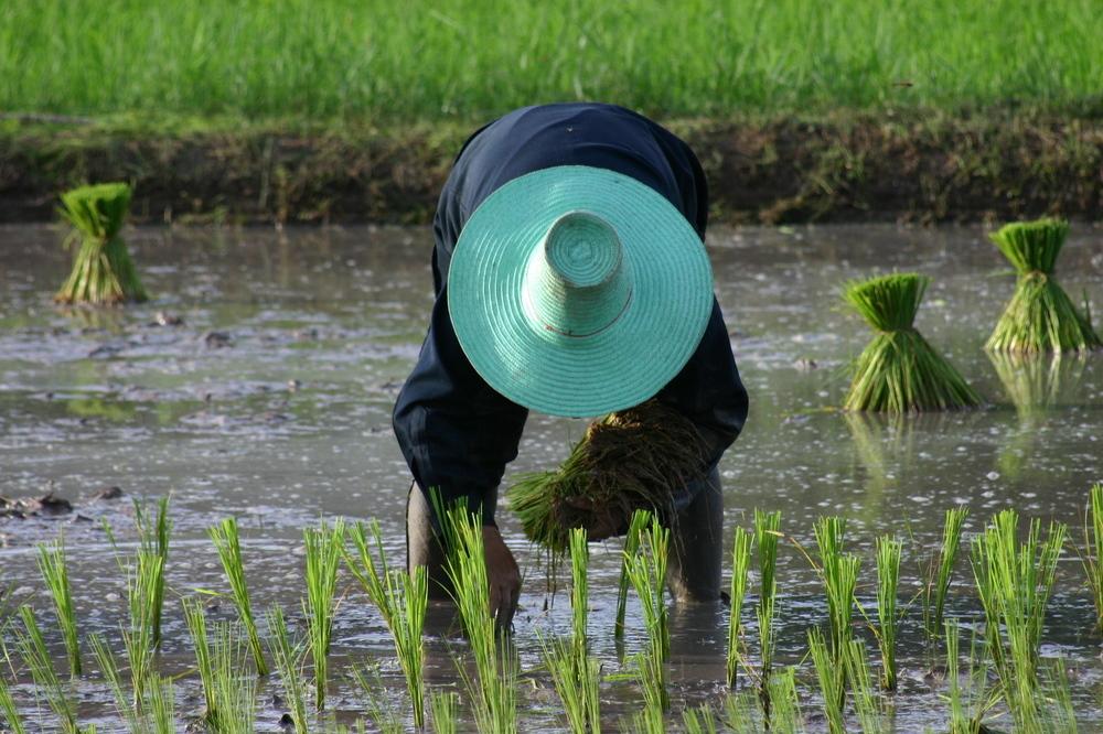 9.rice field - 