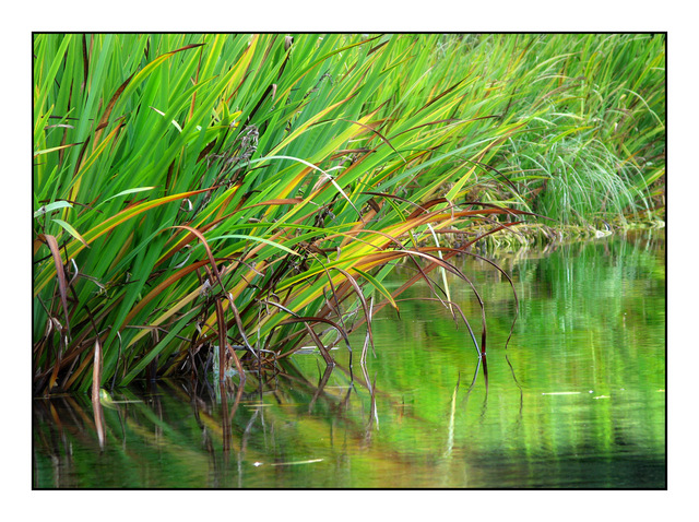 Dutch Lake Grass British Columbia Canada