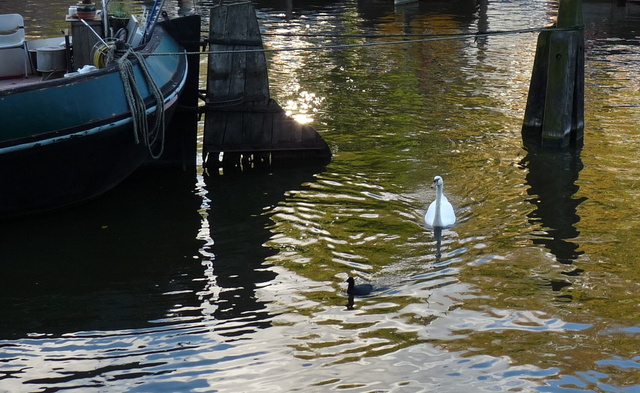 P1010091 amsterdam-herfst