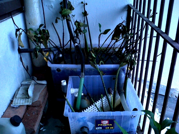 IMG00974-20121015-1638 - 