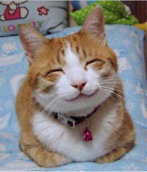 cat-smile - 
