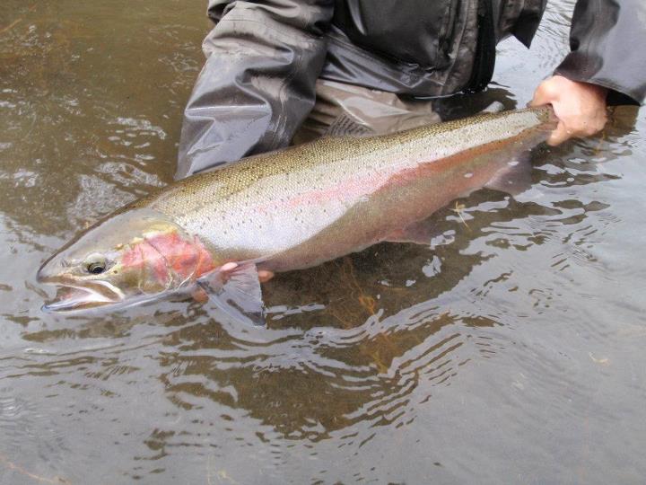 541086 10150953049273454 1331579684 n - 