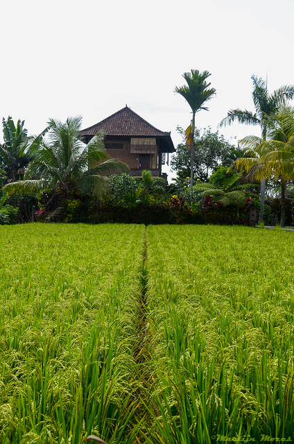  DSC2234-BorderMaker Bali '12