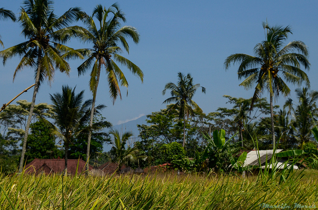  DSC2342-BorderMaker Bali '12