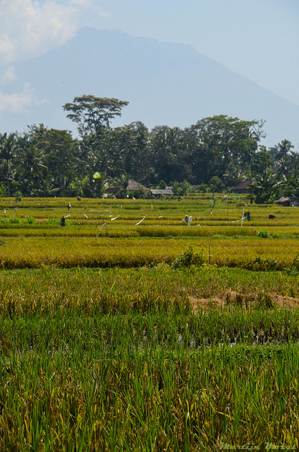  DSC2345-BorderMaker Bali '12