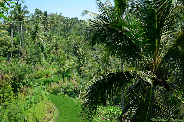  DSC2358-BorderMaker Bali '12