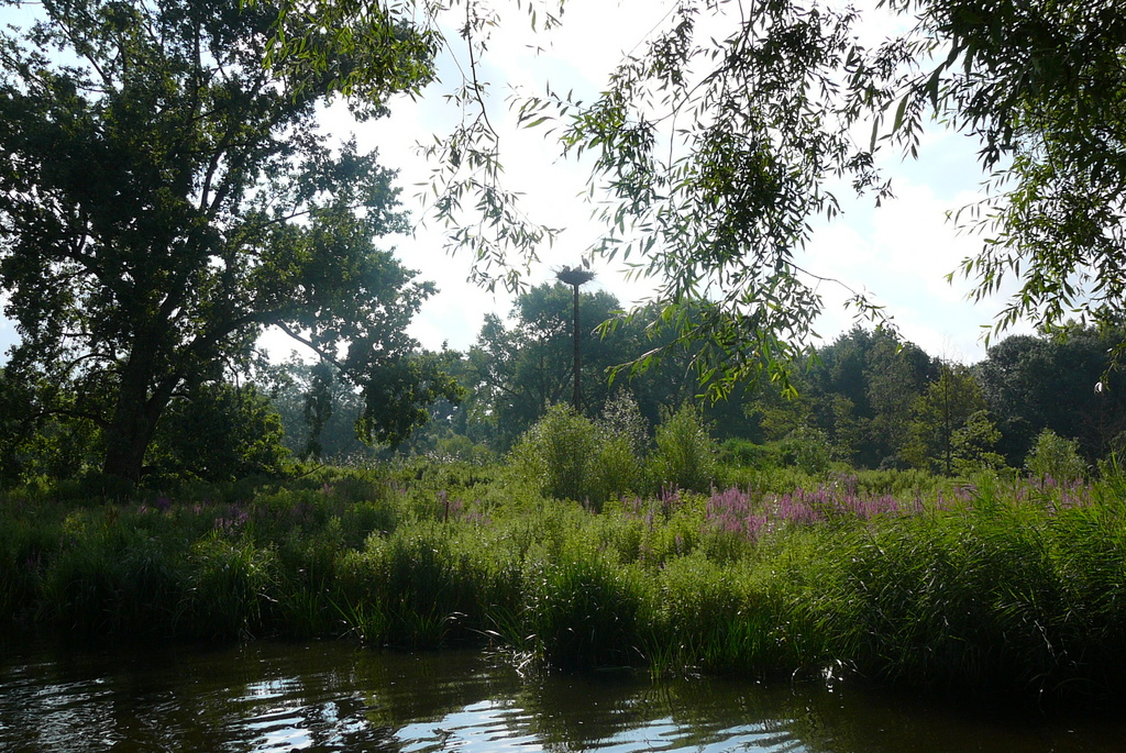 P1010074 - Vondelpark