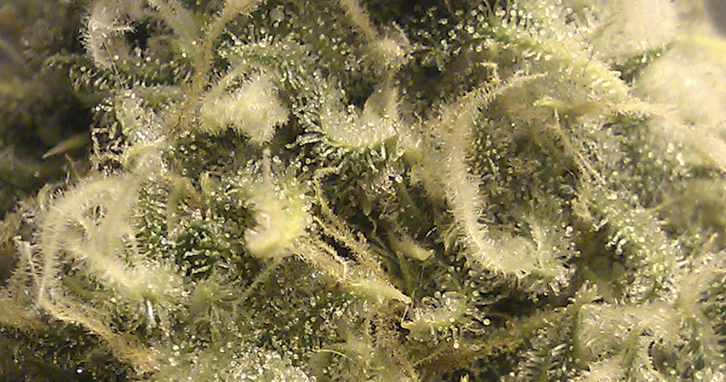 upclose trichomes - 