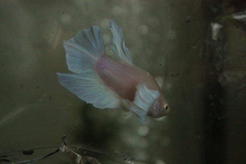 258736 350372331723359 122827446 o - 