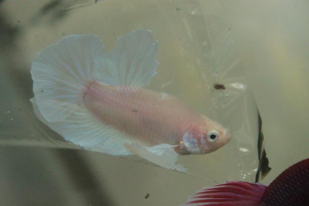 258937 350372951723297 1638853519 o - 