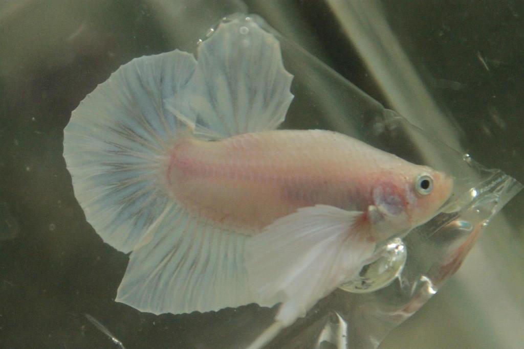 133318 350372818389977 674125945 o - 