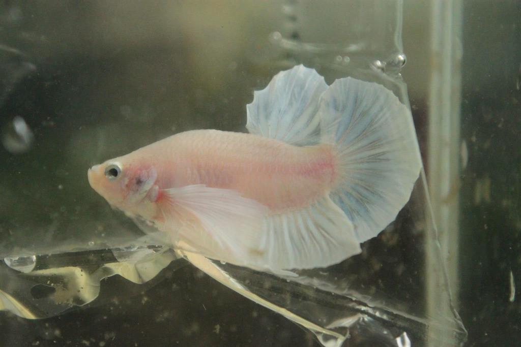 267027 350373058389953 695260000 o - 