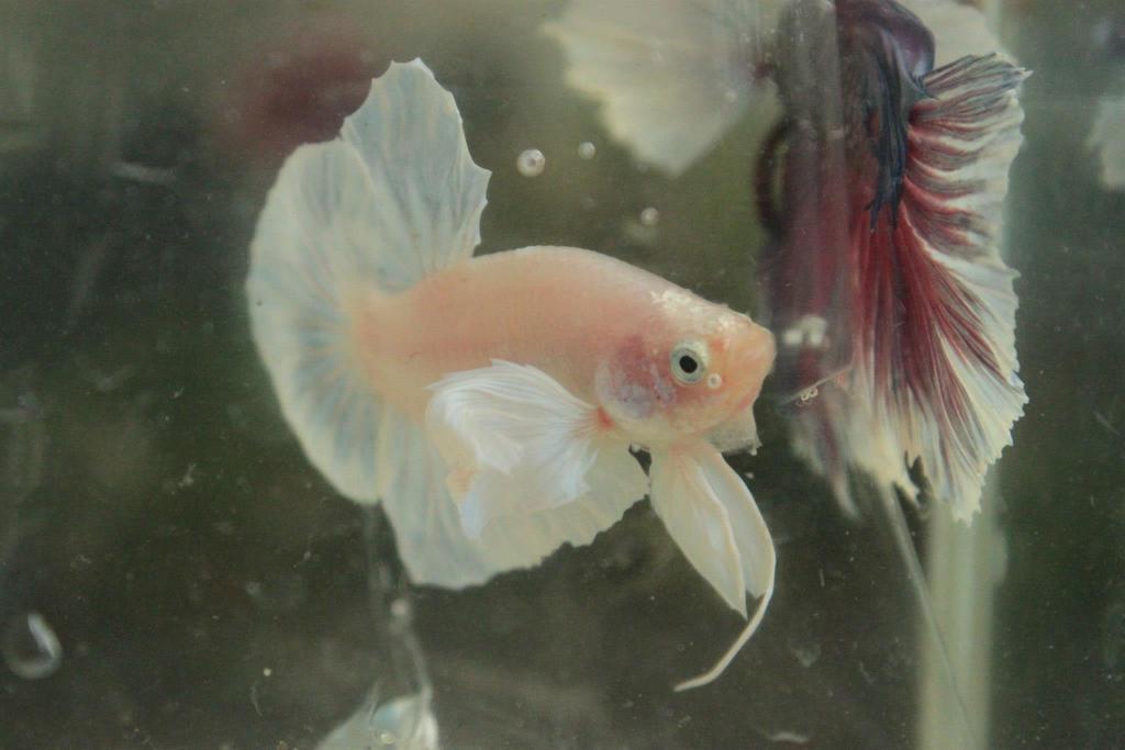 219036 350373365056589 907999486 o - 