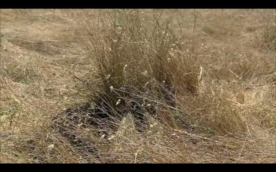 with-a-fully-ripened-ghillie-suit-potential-scout- - 