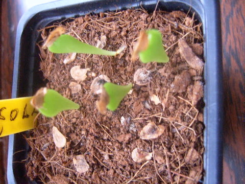 Edithcolea grandis zaailingen cactus