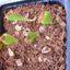 Edithcolea grandis zaailingen - cactus