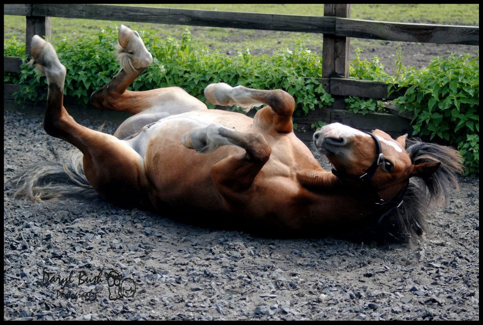 486592 10151162992942394 1661769820 n - 