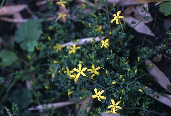 jasminum-parkeri - 