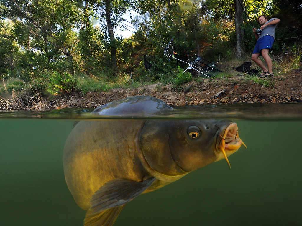 Carp-fishing-001 - 