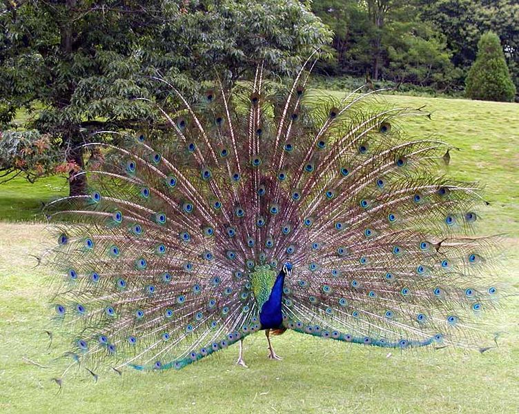 752px-Peacock displaying better 800pix - 