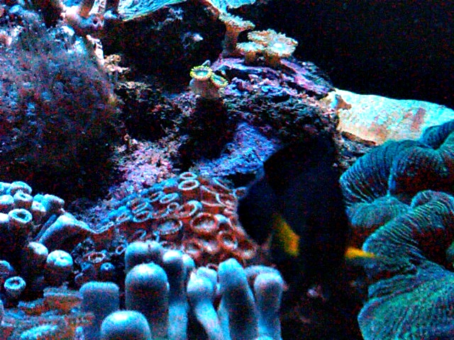 kennedy aceh sirip kuning - 