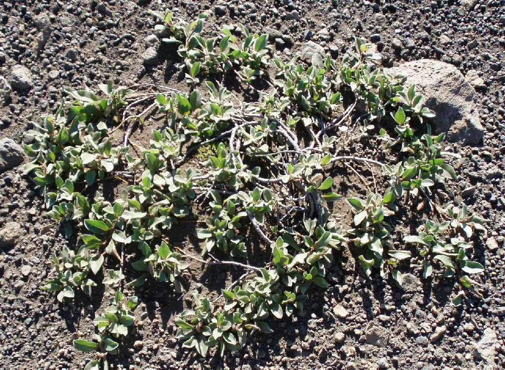 500fd9f9d72a60598f3672822834349b033bba00 - 