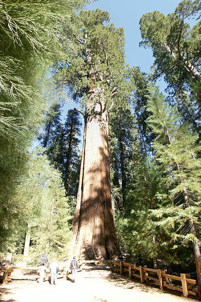 399px-General Sherman Tree - 