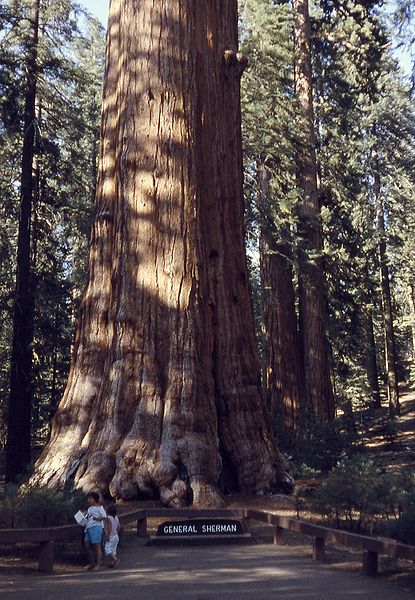 415px-6209-GenShermanTree-SequoiaNatPark - 